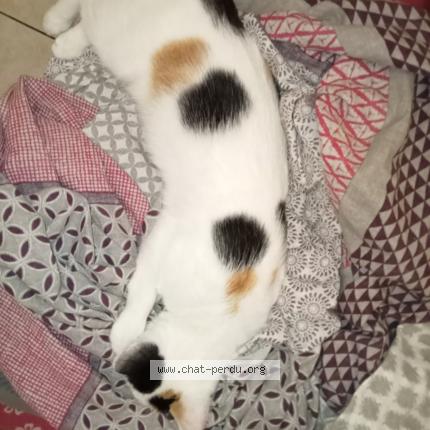 Foto 1/1 Gato encontrado Perdido en Gennes val de loire