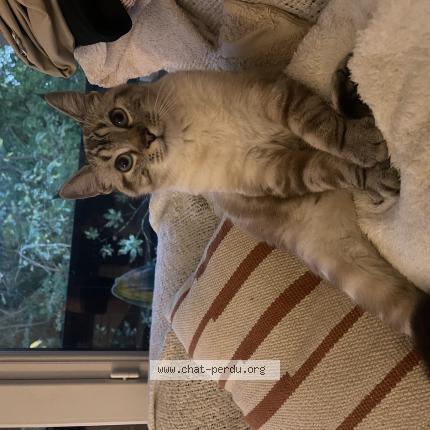 Foto 1/1 Kylo Chat perdido en Nantes