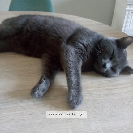 Foto 1/1 Gato encontrado Perdido en Lille