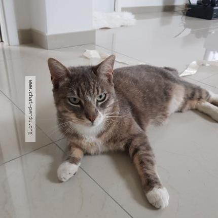 Foto 1/1 Goku Chat perdido en Metzervisse