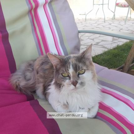 Foto 1/1 Belle Chat perdido en Paris