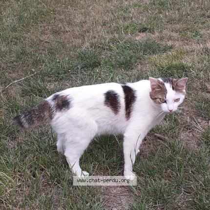 Foto 1/1 Gato encontrado Encontrado en Pont pean