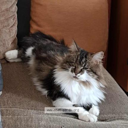 Foto 1/1 Nessie Chat perdido en Lattre saint quentin