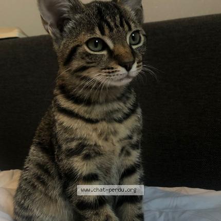 Foto 1/1 Gato encontrado Encontrado en Clermont ferrand