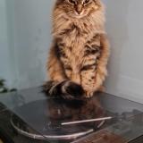 Foto del gato perdido en Lyon