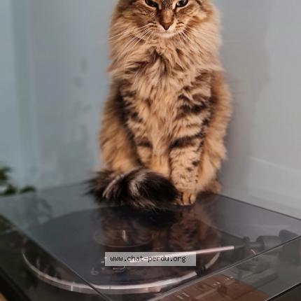 Foto 1/1 Luna Chat perdido en Lyon