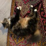 Foto del gato perdido en Lyon