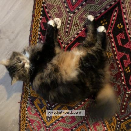 Foto 1/1 Poker Chat perdido en Lyon