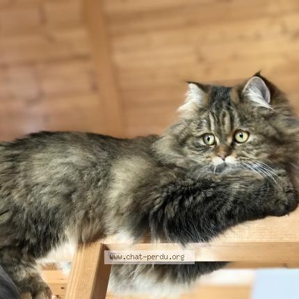 Foto 1/1 Moon Chat perdido en Ecublens