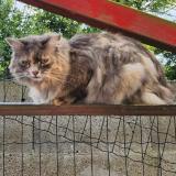 Foto del gato perdido en Yvetot