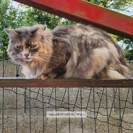 Foto 1/1 Rebelle Chat perdido en Yvetot