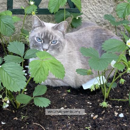 Foto 1/1 Gato encontrado Perdido en Lyon