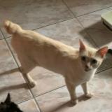 Foto del gato perdido en Toulouse