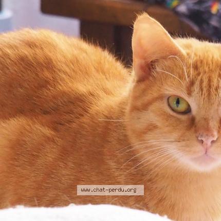 Foto 1/1 Gato encontrado Perdido en Antony