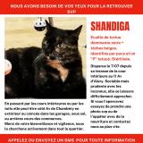 Foto del gato perdido en Annecy