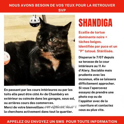 Foto 1/1 SHANDIGA Chat perdido en Annecy