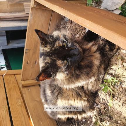 Foto 1/1 Gato encontrado Perdido en Eguilles