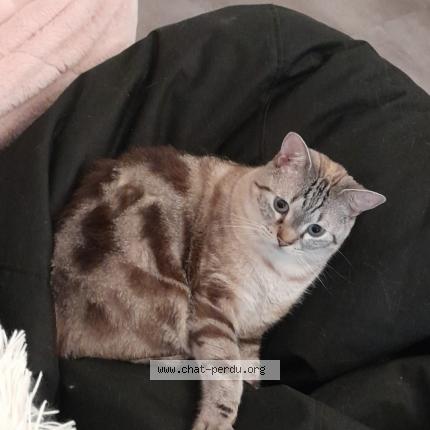 Foto 1/1 Swan Chat perdido en Beurey sur saulx