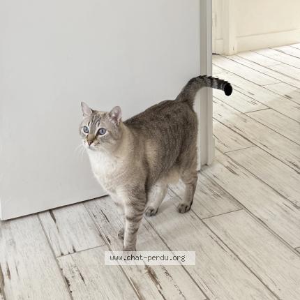 Foto 1/1 Monique Bonnin Chat perdido en Fouras