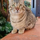 Foto del gato perdido en Fontenilles