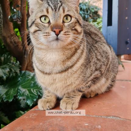 Foto 1/1 Gato encontrado Perdido en Fontenilles