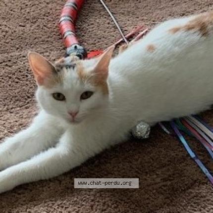 Foto 1/1 MISS Chat perdido en Lille