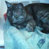 Foto del gato perdido en Pau