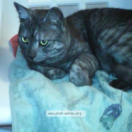 Foto 1/1 Gato encontrado Perdido en Pau