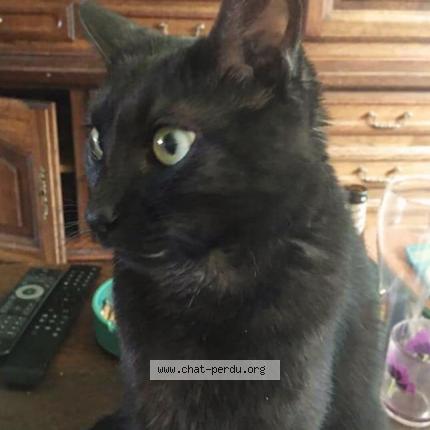 Foto 1/1 Gato encontrado Perdido en Le caylar