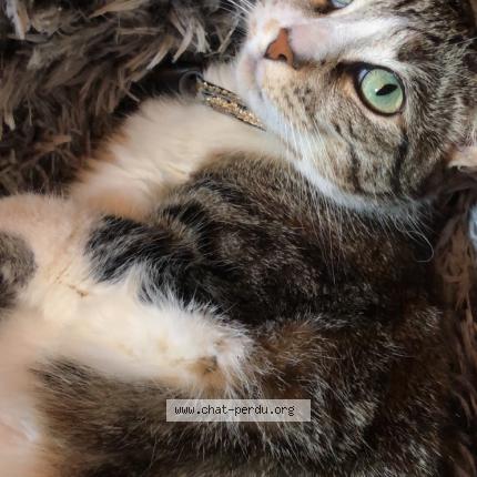 Foto 1/1 Choupette Chat perdido en Void vacon