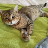 Foto del gato perdido en Chauray