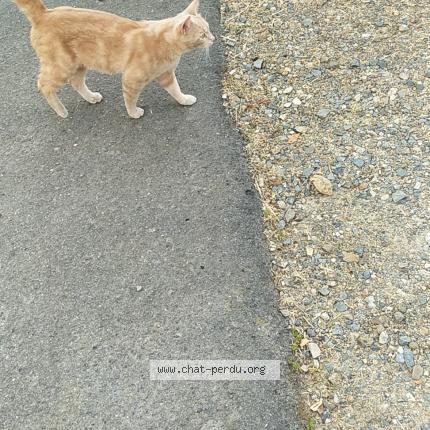 Foto 1/1 Gato encontrado Perdido en Le mans