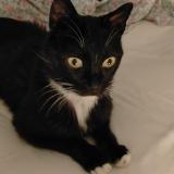 Foto del gato perdido en Ollioules