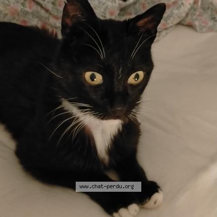 Foto 1/1 Domino Chat perdido en Ollioules