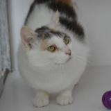 Foto del gato perdido en Brest