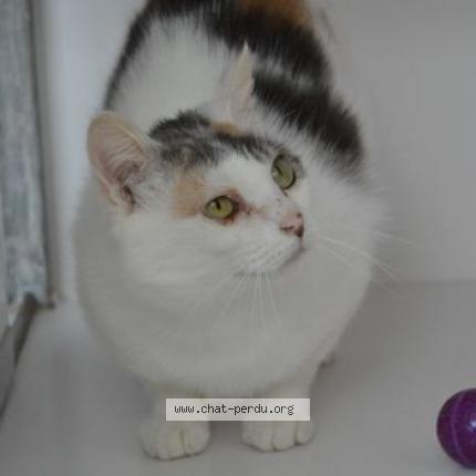 Foto 1/1 Morticia Chat perdido en Brest