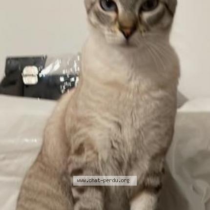 Foto 1/1 Gato encontrado Perdido en Lalbenque