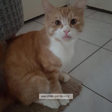 Foto 1/1 Mistigriffe Chat perdido en Le bouscat