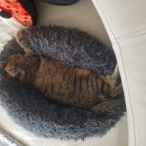 Foto del gato perdido en Besayes