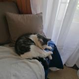 Foto del gato perdido en Saint Sulpice Le Dunois