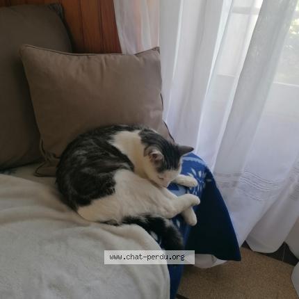 Foto 1/1 TOPAZ Chat perdido en Saint sulpice le dunois