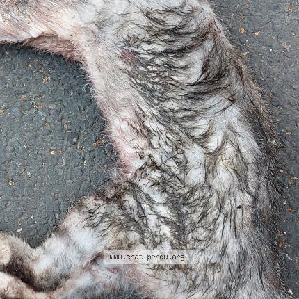 Foto 1/1 Gato encontrado Encontrado en Paris