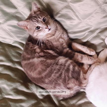 Foto 1/1 Mickey Chat perdido en Bethune