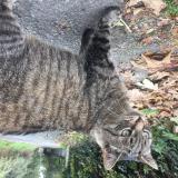 Foto del gato perdido en Trevou Treguignec