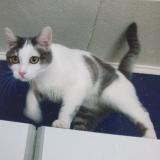 Foto del gato perdido en Sainte Colombe