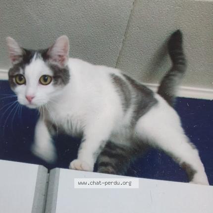 Foto 1/1 APAX ex Ta&iuml;ga Chat perdido en Sainte colombe