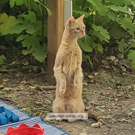 Foto 1/1 Stella Chat perdido en Vallon pont d arc