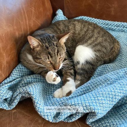 Foto 1/1 Chifoumi Chat perdido en Nantes