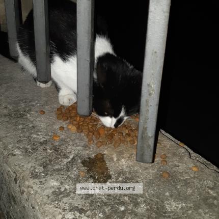 Foto 1/1 Gato encontrado Encontrado en Dole