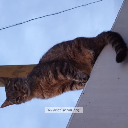 Foto 1/1 Gato encontrado Encontrado en Bondoufle